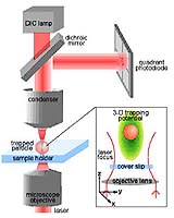 Brownian Motion Under The Microscope