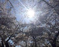 Photosynthesis more ancient than thought, and most living things could do it