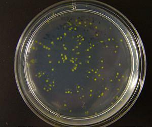 Fighting bacteria's strength in numbers