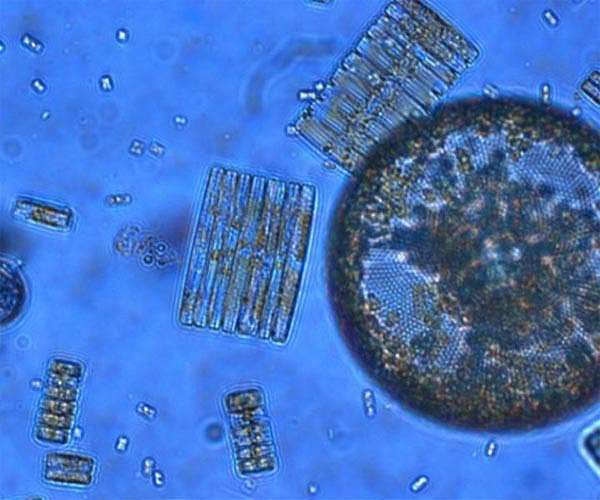 Small but mighty - study highlights the abundance and importance of the ocean's tiniest inhabitants