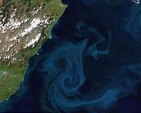 From tiny phytoplankton to massive tuna