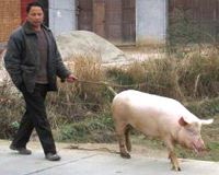 China officials dismissed over diseased meat scandal