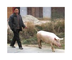 Unchecked antibiotic use in animals may affect global human health