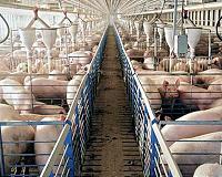 Pigs and chocolate: Using math to solve problems in farming