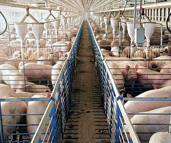 Chinese doctors implant pig liver in human for first time