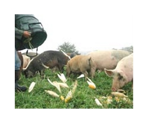 Helping pigs to digest phosphorus