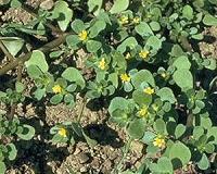 Pest control: Wicked weeds may be agricultural angels