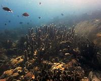 Rare glimpse into how coral procreates could aid future conservation