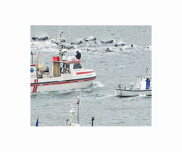 Faroe Islands begin review of controversial dolphin hunt