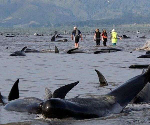 Taiwan volunteers fight rise in whale and dolphin strandings