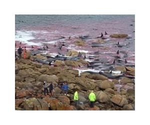 2008 mass whale stranding attributed to sonar mapping, researchers say