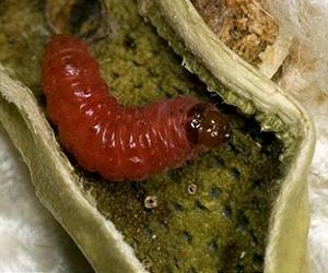 New Insect Birth Control Strategy Zaps Cotton Pests