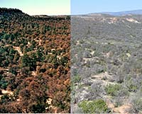 Underlying Cause Of Massive Pinyon Pine Die-Off Revealed