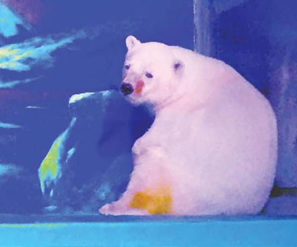 Human food waste 'threat' to polar bears: report