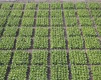 Molecular method promises to speed development of food crops