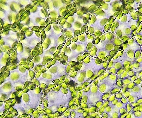 Decoding the secret language of photosynthesis