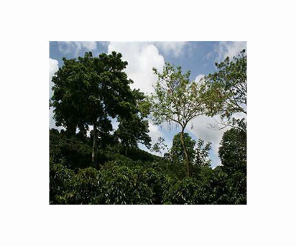 Vietnam's coffee trees stunted by drought, heat and pests