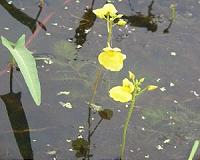 A vegetarian carnivorous plant