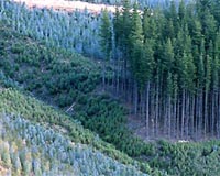 Agroforestry Comes Of Age