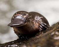 Future uncertain for Australia's unique platypus