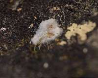Discovery of a new group of sponges could help measure impact of deep-sea mining