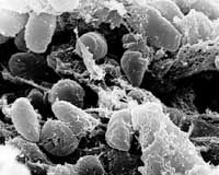 People trying to flee China plague town: residents