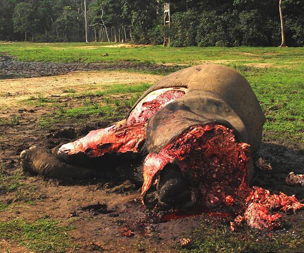 S.Africa turns to lie-detectors in anti-poaching war