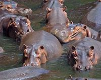 Hungry, hungry hippos