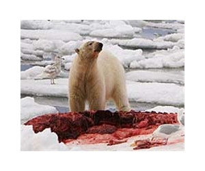 Polar bears seen taking refuge on icebergs