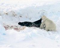 Polar bears adapted to subsist on high-fat diet