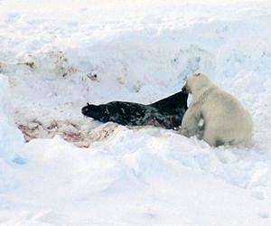 Polar bears change to diet with higher contaminant loads