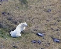 Global warming leaving its mark on polar bears