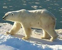 No consensus at Canadian polar bear summit