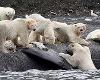 Weak Arctic ice sees 56 polar bears descend on Russian village