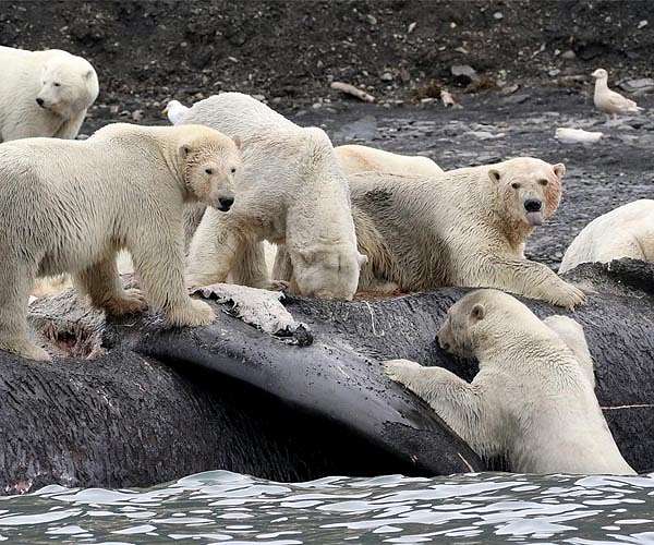 Protecting polar bears aim of new and improved radar technology