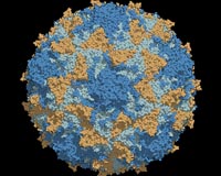 UN fears polio surge in children from Iraq's Fallujah