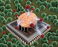 Researchers report better way to create organic bioelectronics