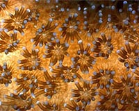How Corals Adapt To Day And Night