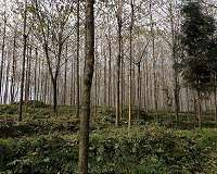 China's native forests imperiled by proliferating tree plantations