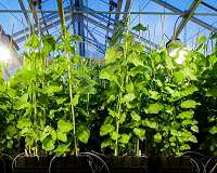 Largest Populus SNP dataset holds promise for biofuels, materials, metabolites