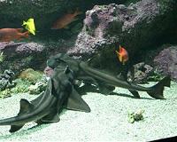 Sharks' hunting ability destroyed under climate change