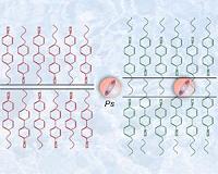 Antimatter helps to unveil the secrets of liquid crystals
