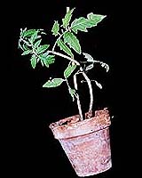 New Crop Technology Lets Plants Talk Back