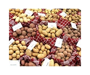 To Double Spud Production, Just Add A Little Spit