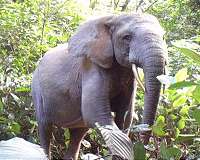 Elephant declines imperil Africa's forests