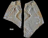 Early avian evolution: The Archaeopteryx that wasn't