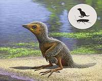 127-million-year-old baby bird fossil sheds light on avian evolution
