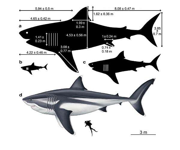 New research bites holes into theories about Megalodons