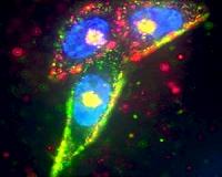 Targeting tumors using silver nanoparticles