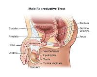Prostate Health - A Man's World